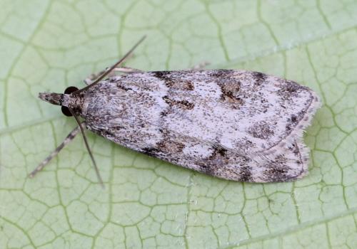 Réf. 233 669 : Scoparia sp.